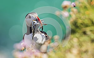 Close-up of a puffin, Atlantic Puffin, Fratercula artica