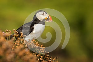 Close-up of a puffin, Atlantic Puffin, Fratercula artica