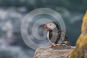 Close-up of a puffin, Atlantic Puffin, Fratercula artica