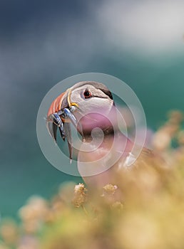 Close-up of a puffin, Atlantic Puffin, Fratercula artica