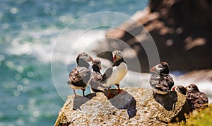 Close-up of a puffin, Atlantic Puffin, Fratercula artica photo