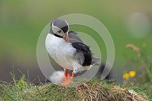 Close up of puffin bird or Fratercula in Iceland in summer season on cliff sea beach background. Animal