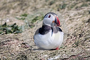 Close up of a puffin fratercula artica