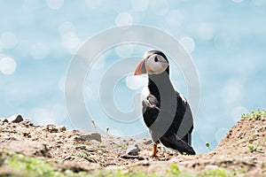 Close up of a puffin fratercula artica