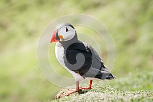 Close up of a puffin fratercula artica