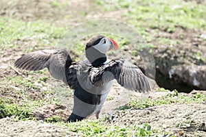 Close up of a puffin fratercula artica