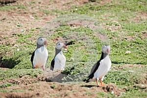 Close up of a puffin fratercula artica