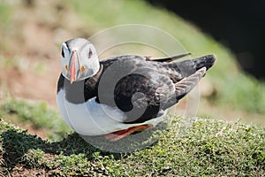 Close up of a puffin fratercula artica