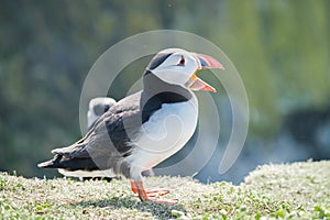 Close up of a puffin fratercula artica