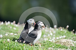 Close up of a puffin fratercula artica