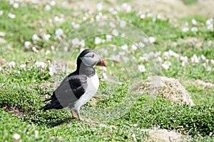 Close up of a puffin fratercula artica