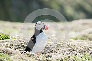 Close up of a puffin fratercula artica