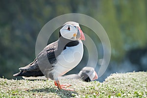 Close up of a puffin fratercula artica