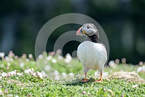 Close up of a puffin fratercula artica