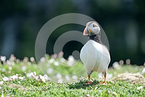 Close up of a puffin fratercula artica