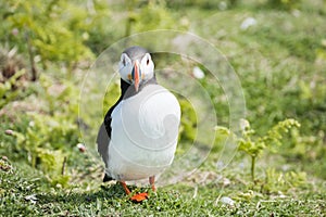 Close up of a puffin fratercula artica