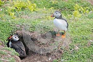 Close up of a puffin fratercula artica