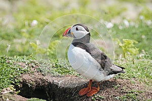 Close up of a puffin fratercula artica