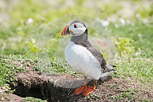 Close up of a puffin fratercula artica