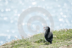 Close up of a puffin fratercula artica