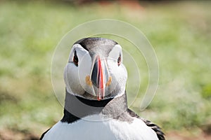 Close up of a puffin fratercula artica