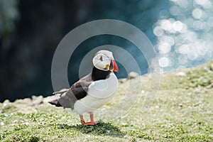 Close up of a puffin fratercula artica