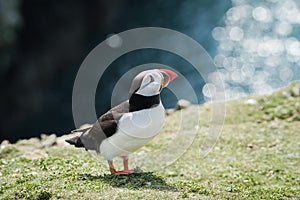 Close up of a puffin fratercula artica