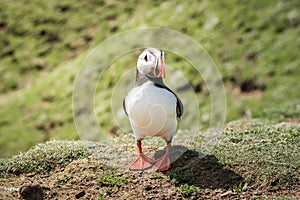 Close up of a puffin fratercula artica