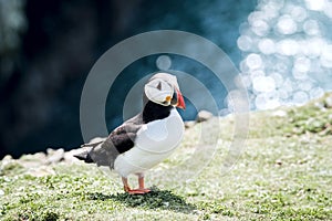 Close up of a puffin fratercula artica