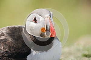 Close up of a puffin fratercula artica