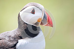 Close up of a puffin fratercula artica