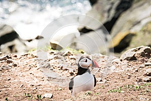 Close up of a puffin fratercula artica