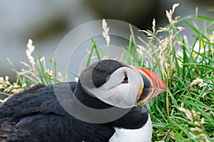 Close-up of puffin head on the grass, mascot and symbol of Iceland photo