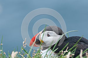 Close-up of puffin head, mascot and symbol of Iceland photo
