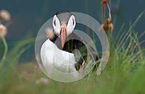 A close up of a Puffin, latin name \'Fratercula\'