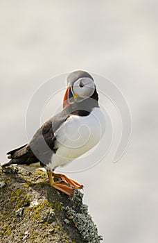 Close up of a Puffin Seabird