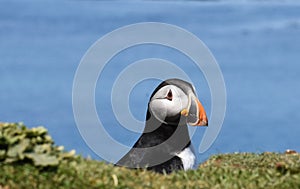Close up of puffin sitting in burrow