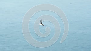 Close up of Puffins at their breeding grounds in Sumburgh Shetland. Flying, Nesting, Fishing, groups and single. In grass flowers