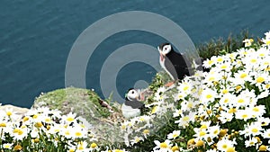 Close up of Puffins at their breeding grounds in Sumburgh Shetland. Flying, Nesting, Fishing, groups and single. In grass flowers