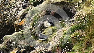 Close up of Puffins at their breeding grounds in Sumburgh Shetland. Flying, Nesting, Fishing, groups and single. In grass flowers