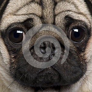 Close-up of Pug