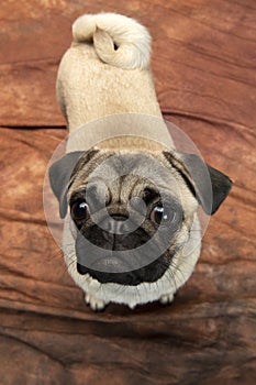 Close-up of Pug