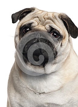 Close-up of Pug, 2 Years old