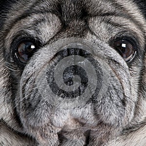 Close-up on a pug (8 years)