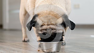 Close up pug dog eating fresh dry dog food. slow motion