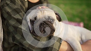 Close up of a pug dog face. Unrecognizable woman holding her little pug and pets him