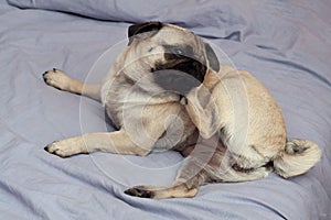 Close up pug dog scratching its ear on sitting position