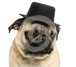 Close-up of a Pug puppy wearing a top hat, 6 months old