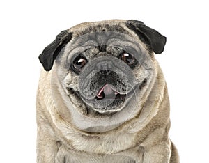 Close-up of a Pug, 7 years old , isolated