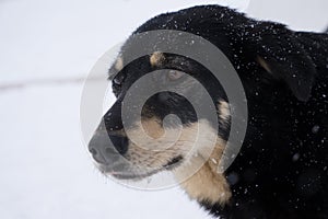 Close-up of Pug, 2 Years old themes head and shoulders